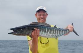 Image result for Acanthocybium solandri