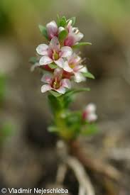 Attēlu rezultāti vaicājumam “Glaux maritima flower”