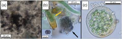 Attēlu rezultāti vaicājumam “Gloeocapsa rupestris”