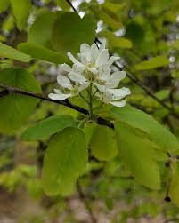 Attēlu rezultāti vaicājumam “Amelanchier spicata flower”