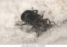 Attēlu rezultāti vaicājumam “Bolitophagus reticulatus”