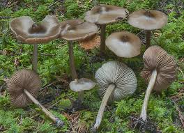 Attēlu rezultāti vaicājumam “Entoloma vernum”