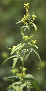 Attēlu rezultāti vaicājumam “Sisymbrium volgense leaf”
