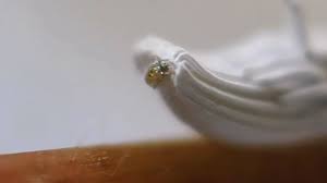 Attēlu rezultāti vaicājumam “Orthezia urticae”