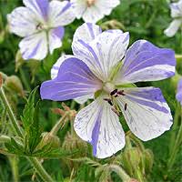 Image result for Tanacetum parthenium 'Tetraweiss'