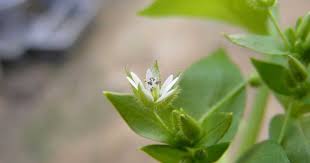 Attēlu rezultāti vaicājumam “Stellaria alsine”