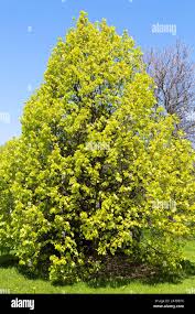 Attēlu rezultāti vaicājumam “Tilia x vulgaris”