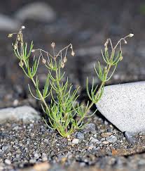 Attēlu rezultāti vaicājumam “Spergula arvensis”