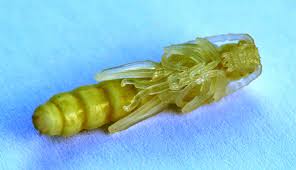 Attēlu rezultāti vaicājumam “Necydalis major”