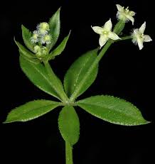 Attēlu rezultāti vaicājumam “Galium triflorum fruit”
