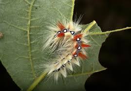 Attēlu rezultāti vaicājumam “Acronicta aceris larva”