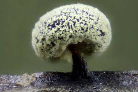 Attēlu rezultāti vaicājumam “Didymium xanthopus stalked”