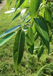 Attēlu rezultāti vaicājumam “Salix pentandra”
