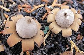 Attēlu rezultāti vaicājumam “Geastrum”