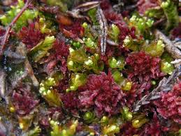 Attēlu rezultāti vaicājumam “Leiocolea rutheana sporophyte”