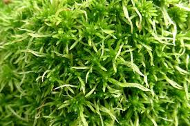 Attēlu rezultāti vaicājumam “Sphagnum fimbriatum”