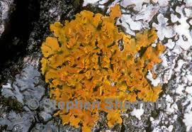 Attēlu rezultāti vaicājumam “Xanthoria fulva”