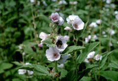 Image result for Althaea officinalis