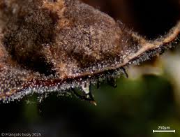 Attēlu rezultāti vaicājumam “Neocudoniella albiceps”