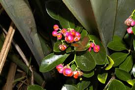 Attēlu rezultāti vaicājumam “Euonymus flower”