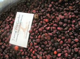 Attēlu rezultāti vaicājumam “Magnolia kobus fruit”