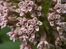 Attēlu rezultāti vaicājumam “Asclepiadaceae”