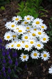 Image result for Chrysanthemum leucanthemum