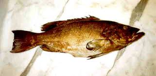 Image result for Mycteroperca rubra