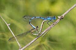 Attēlu rezultāti vaicājumam “Enallagma cyathigerum male”