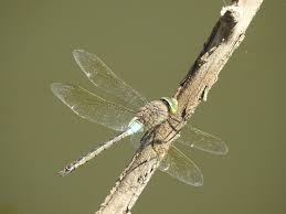 Attēlu rezultāti vaicājumam “Anax parthenope”