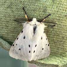 Attēlu rezultāti vaicājumam “Diaphora mendica”