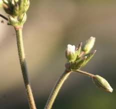 Attēlu rezultāti vaicājumam “Cerastium holosteoides fruit”