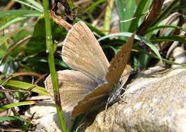 Attēlu rezultāti vaicājumam “Agrodiaetus damon underside”