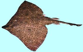 Image result for Dipturus laevis