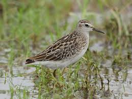 Image result for Calidris subminuta