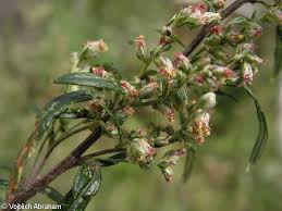Attēlu rezultāti vaicājumam “Artemisia vulgaris bud”