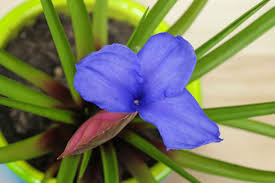 Image result for tillandsia umbellata