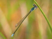 Attēlu rezultāti vaicājumam “Nehalennia speciosa”