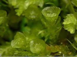 Attēlu rezultāti vaicājumam “Tetraphis pellucida sporophyte”