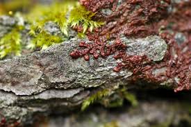 Attēlu rezultāti vaicājumam “Frullania tamarisci”