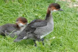 Attēlu rezultāti vaicājumam “Mergus albellus”