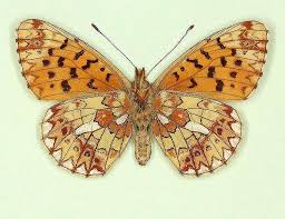 Attēlu rezultāti vaicājumam “Clossiana euphrosyne underside”