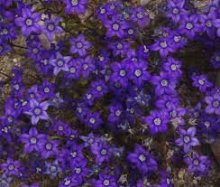 Image result for Legousia speculum-veneris