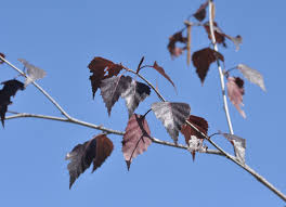 Attēlu rezultāti vaicājumam “Betula pendula flower”