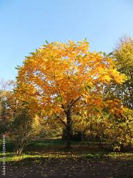 Attēlu rezultāti vaicājumam “Juglans mandshurica”