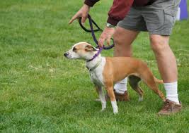 Dog Training