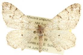 Attēlu rezultāti vaicājumam “Macaria signaria”