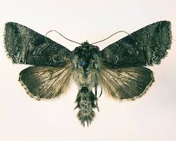 Attēlu rezultāti vaicājumam “Abrostola tripartita”