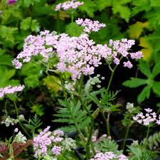 Attēlu rezultāti vaicājumam “Pimpinella major flower”