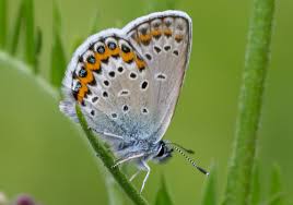 Attēlu rezultāti vaicājumam “Plebejus argus / Plebejus idas”